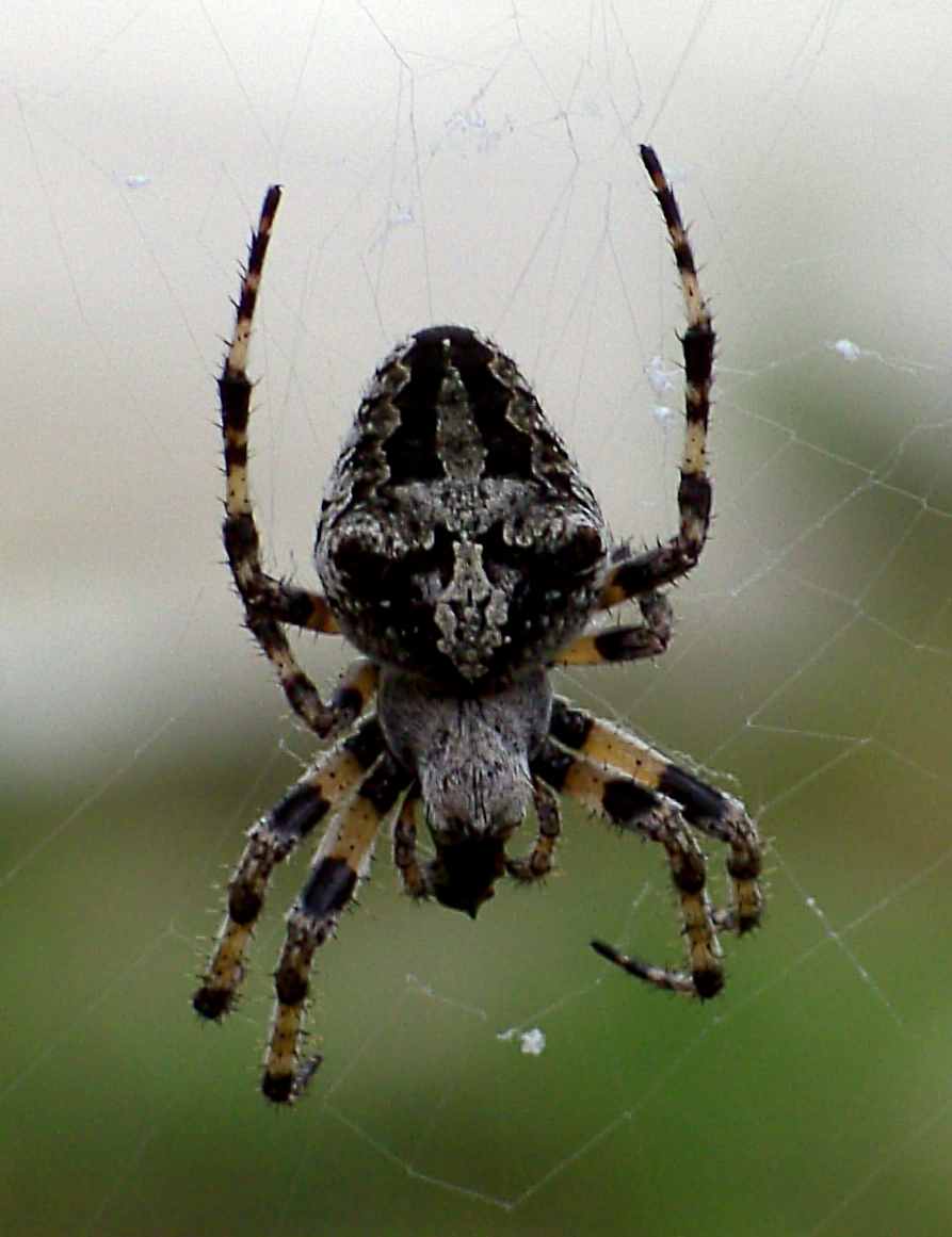 Araneus sp.